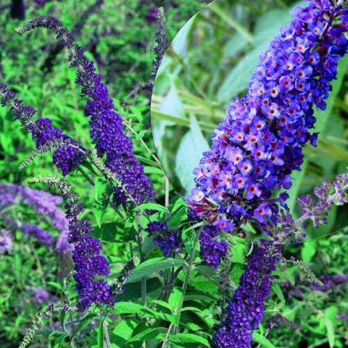 Buddleja davidii 'Empire Blue' - Davidi budleia 'Empire Blue' C5/5L